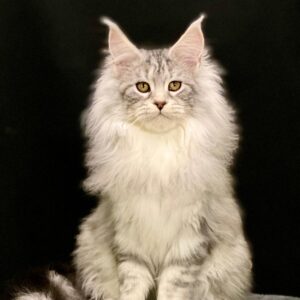 Dolly R Maine Coon kitten - Available for adoption at FavCats