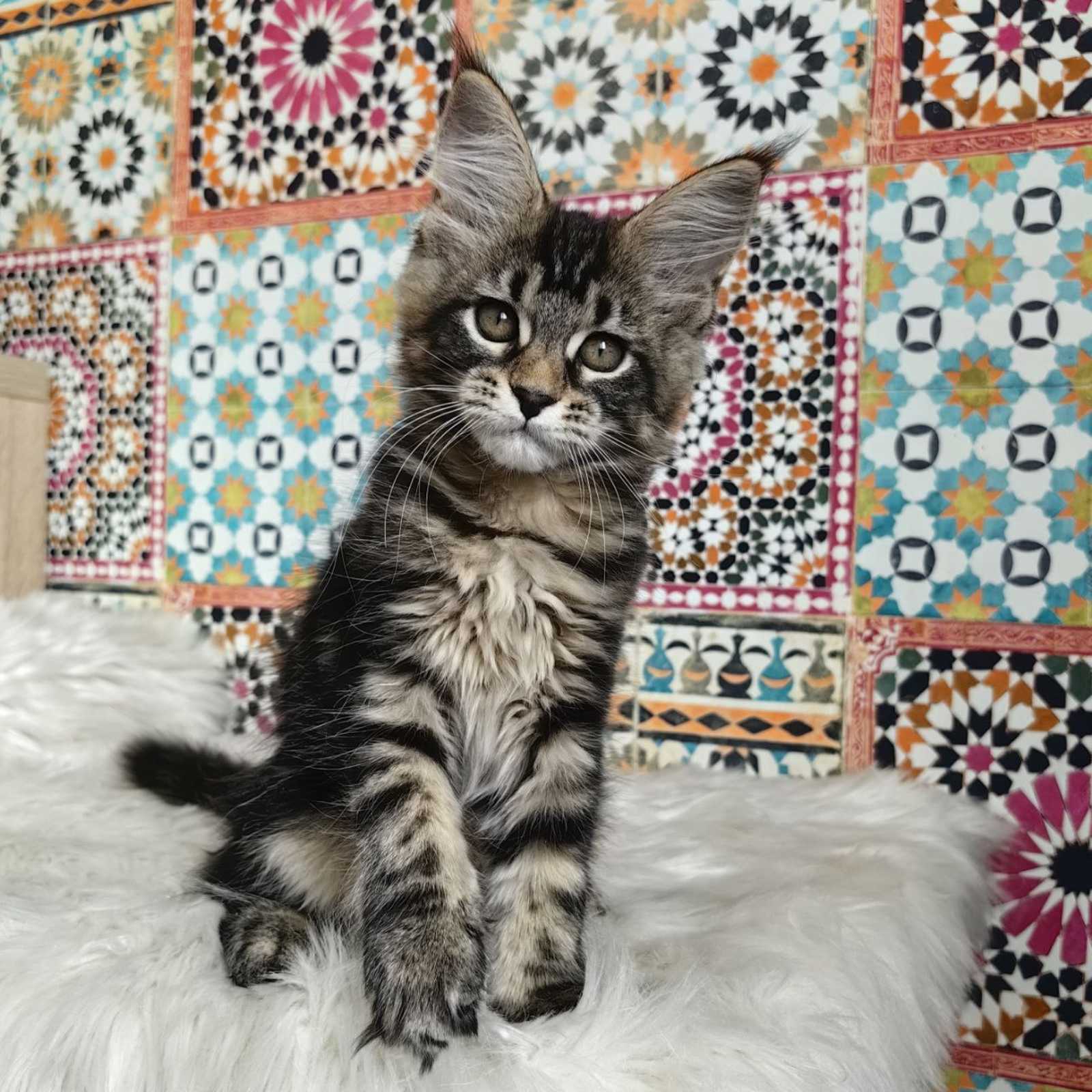 Hally-Gally R thumbnail