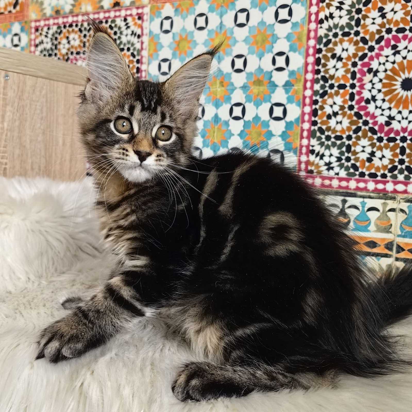 Hally-Gally R thumbnail