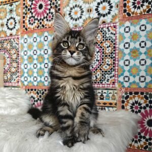 Hally-Gally R Maine Coon kitten - Available for adoption at FavCats