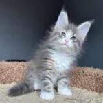 Tiramisu R thumbnail