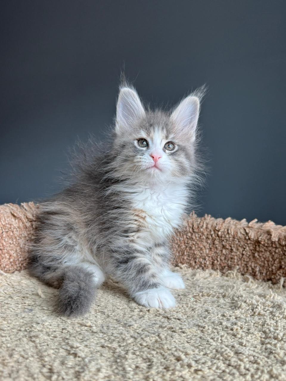 Tiramisu R thumbnail