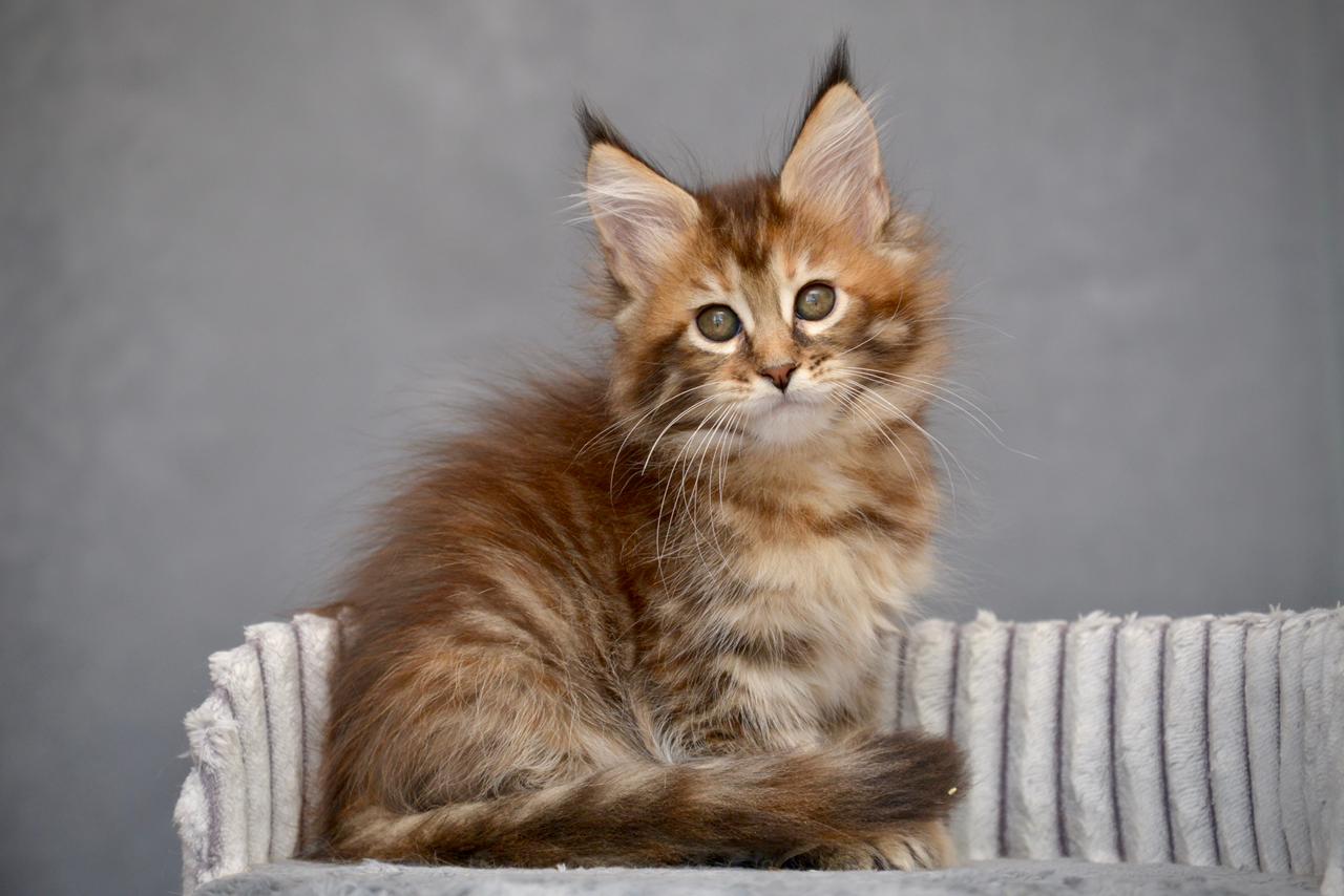 Vanilla R Maine Coon kitten - Available for adoption at FavCats