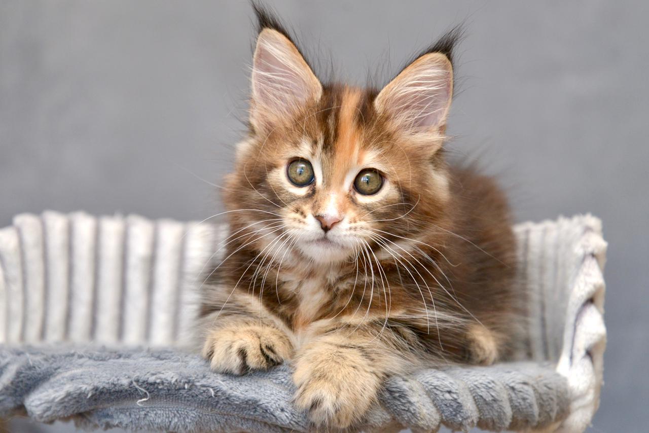 Vatrushka R Maine Coon kitten - Available for adoption at FavCats