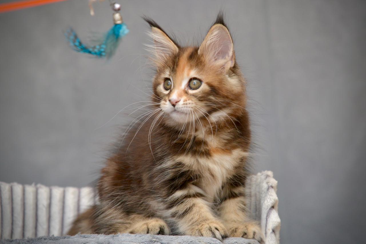 Vatrushka R thumbnail