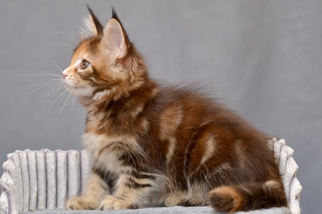 Vatrushka R thumbnail