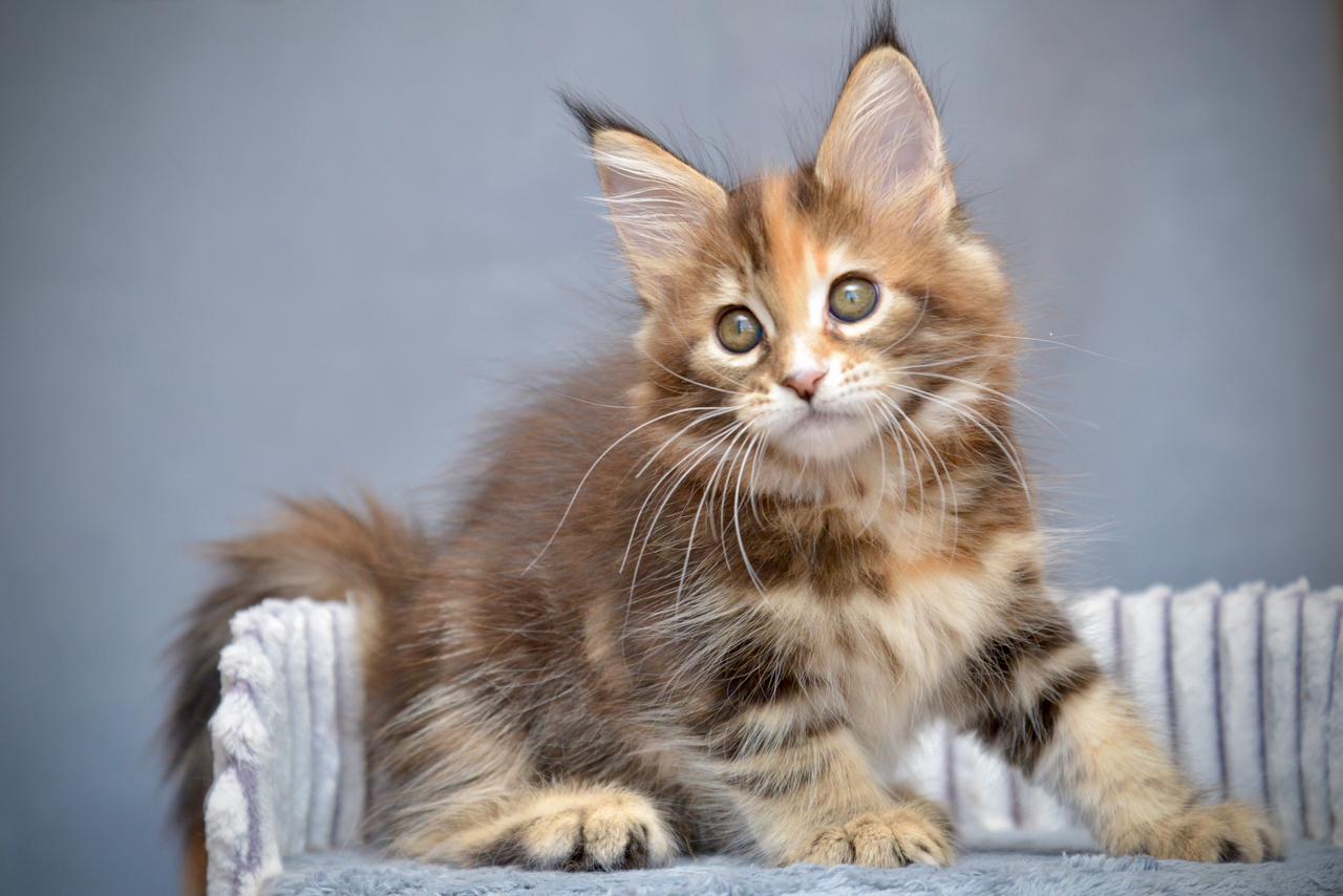 Vatrushka R thumbnail