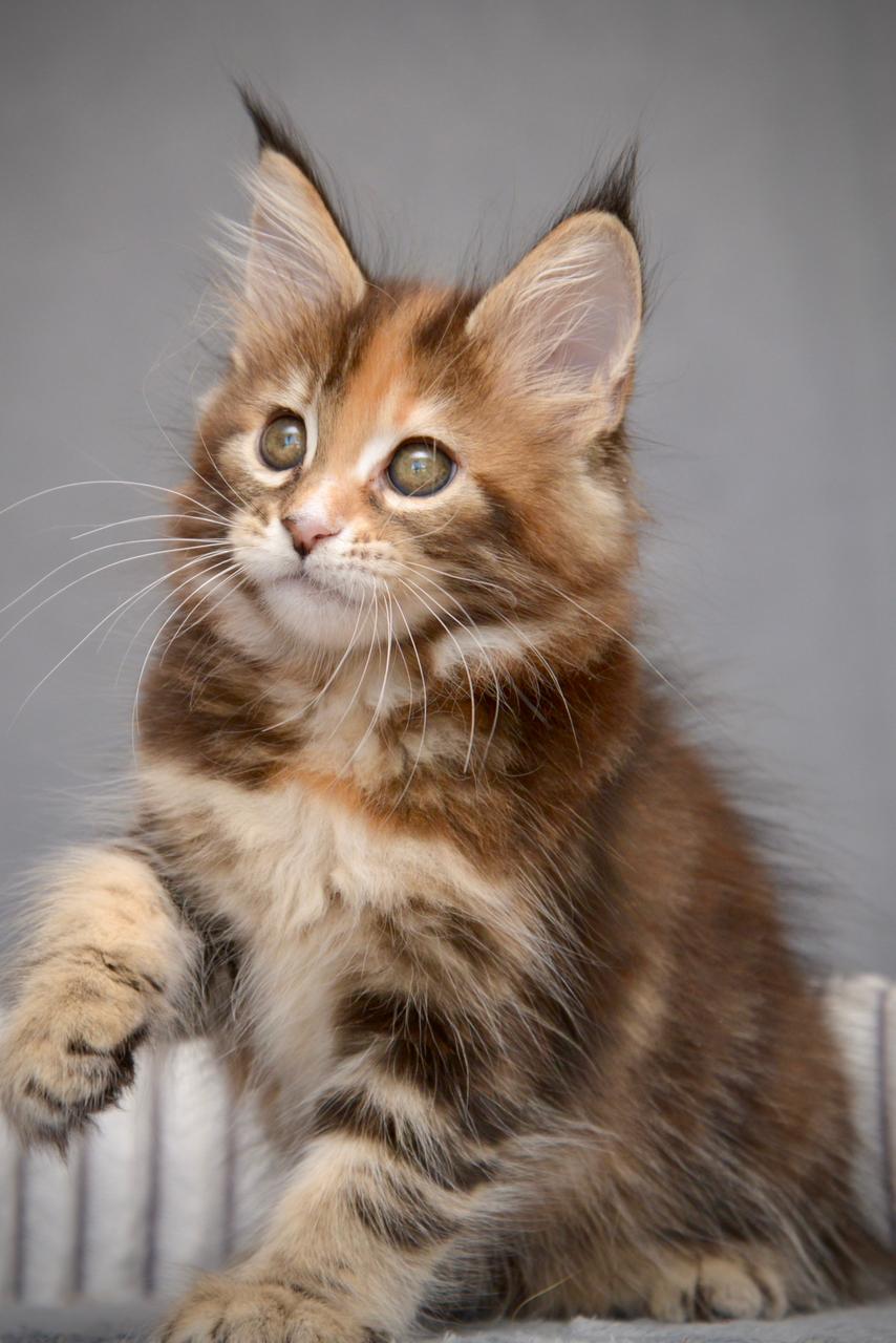 Vatrushka R thumbnail