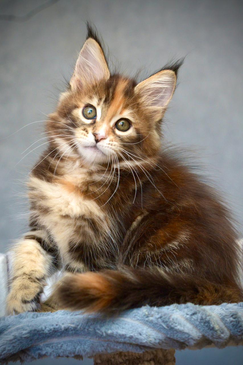 Vatrushka R thumbnail