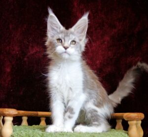 Korol R Maine Coon kitten - Available for adoption at FavCats