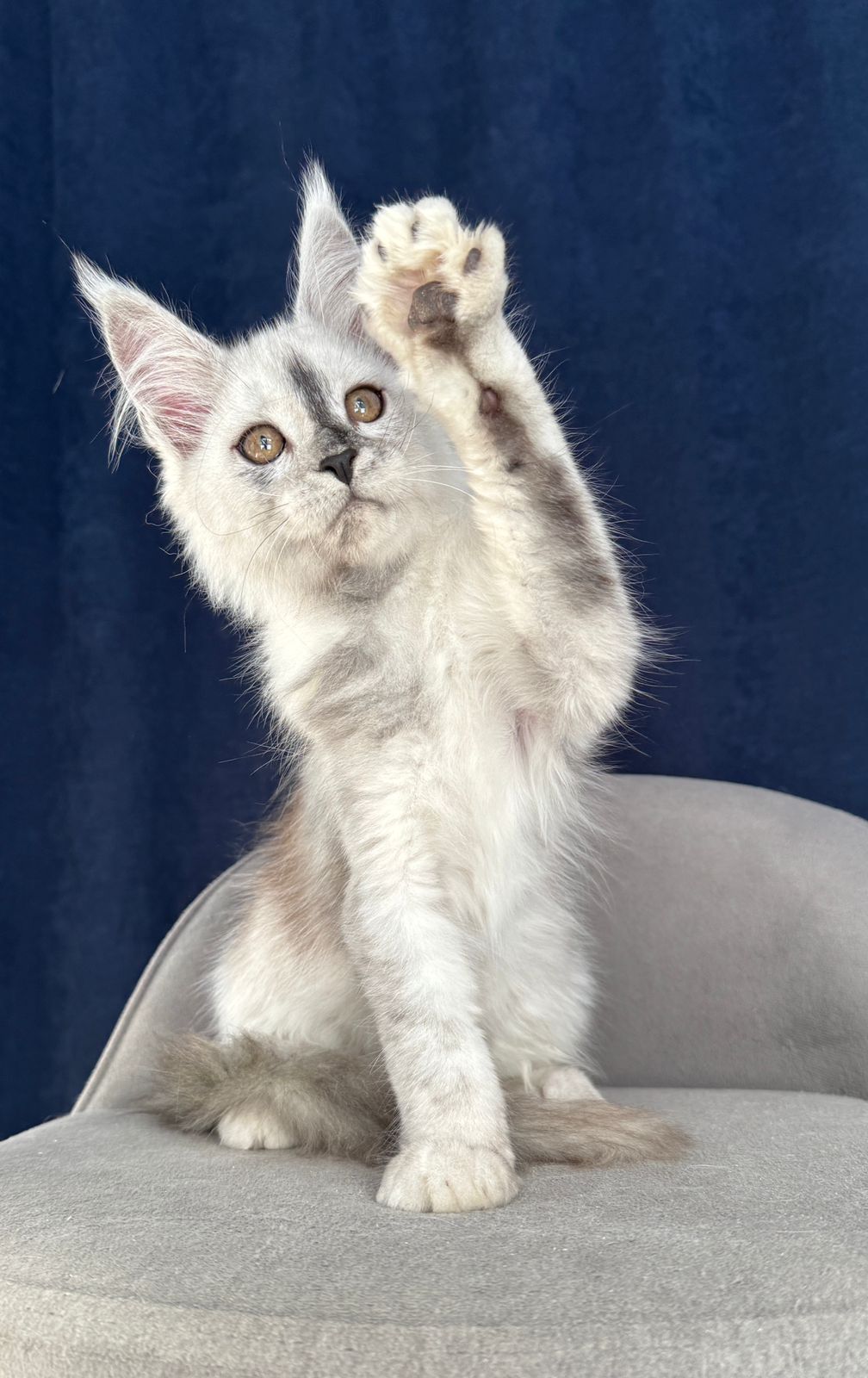 Carmello R thumbnail