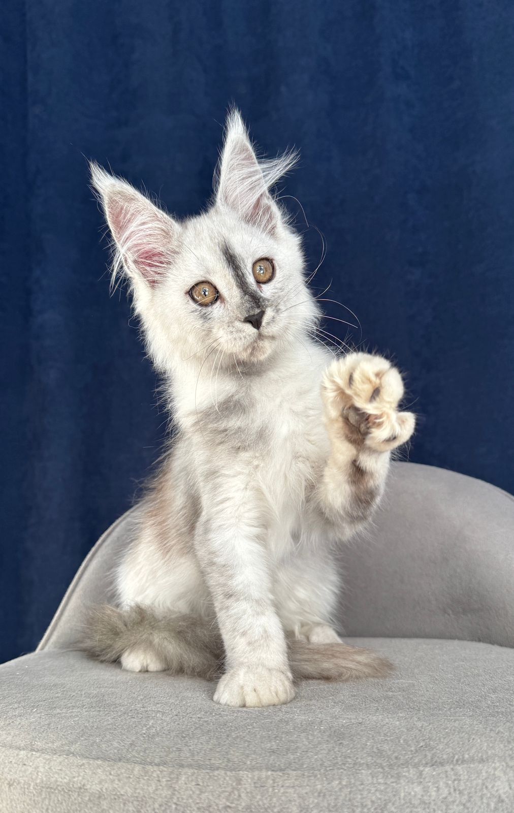 Carmello R thumbnail