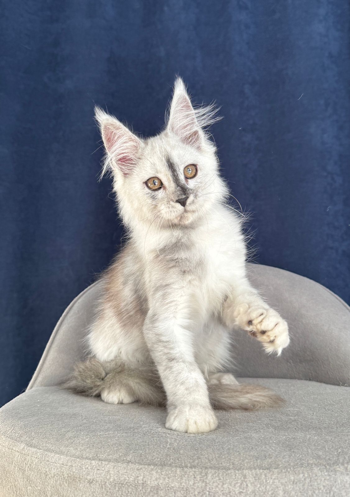 Carmello R Maine Coon kitten - Available for adoption at FavCats