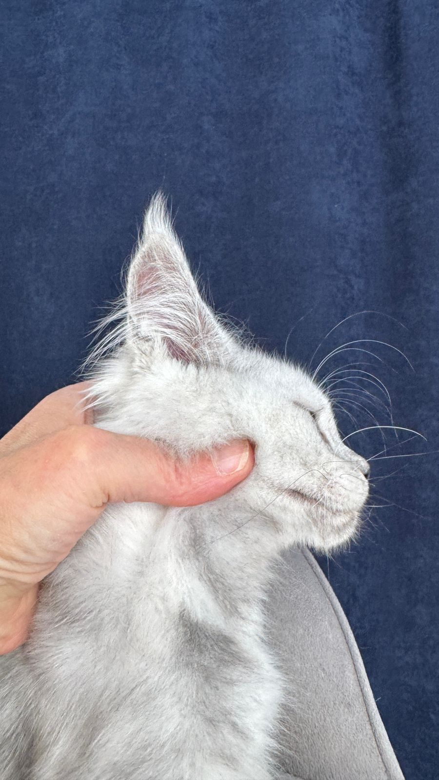 Carmello R thumbnail