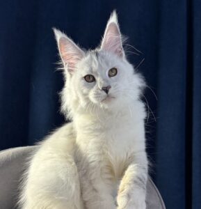 Vi R Maine Coon kitten - Available for adoption at FavCats