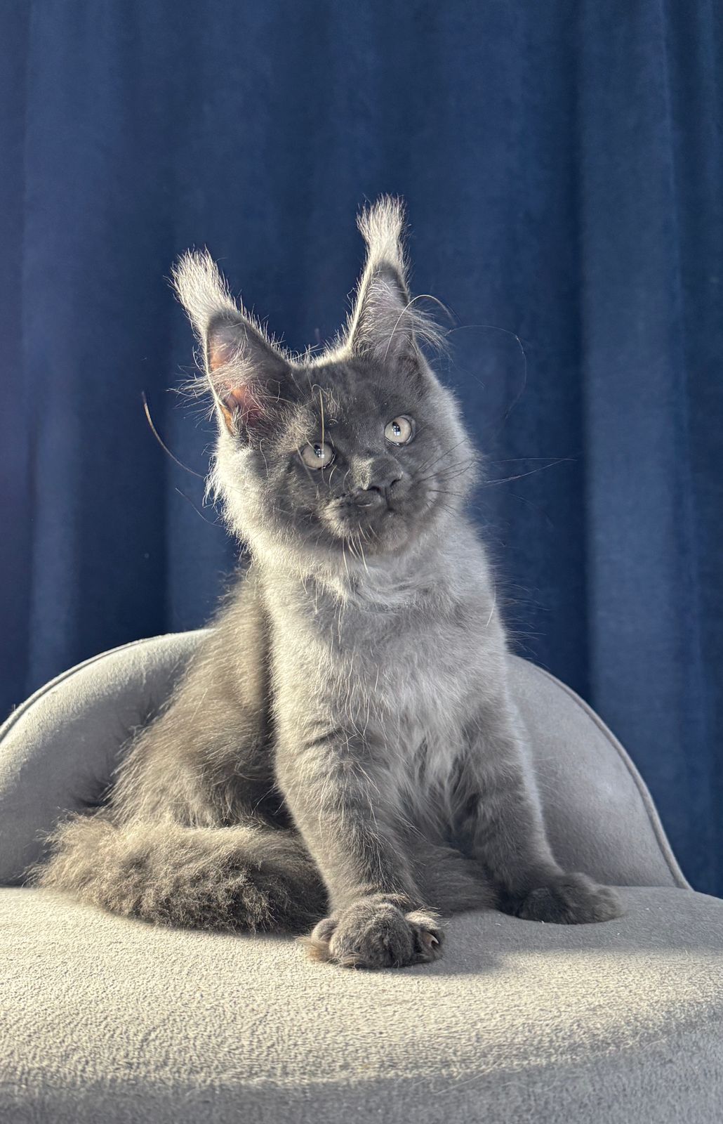 Ukka R Maine Coon kitten - Available for adoption at FavCats