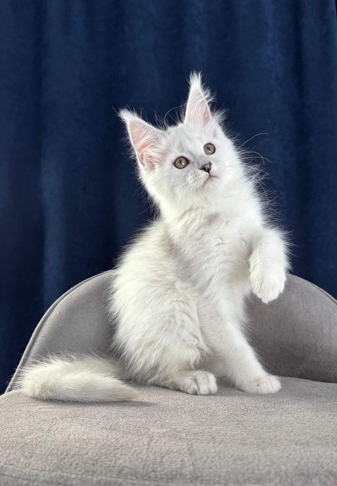 Busseta R Maine Coon kitten - Available for adoption at FavCats