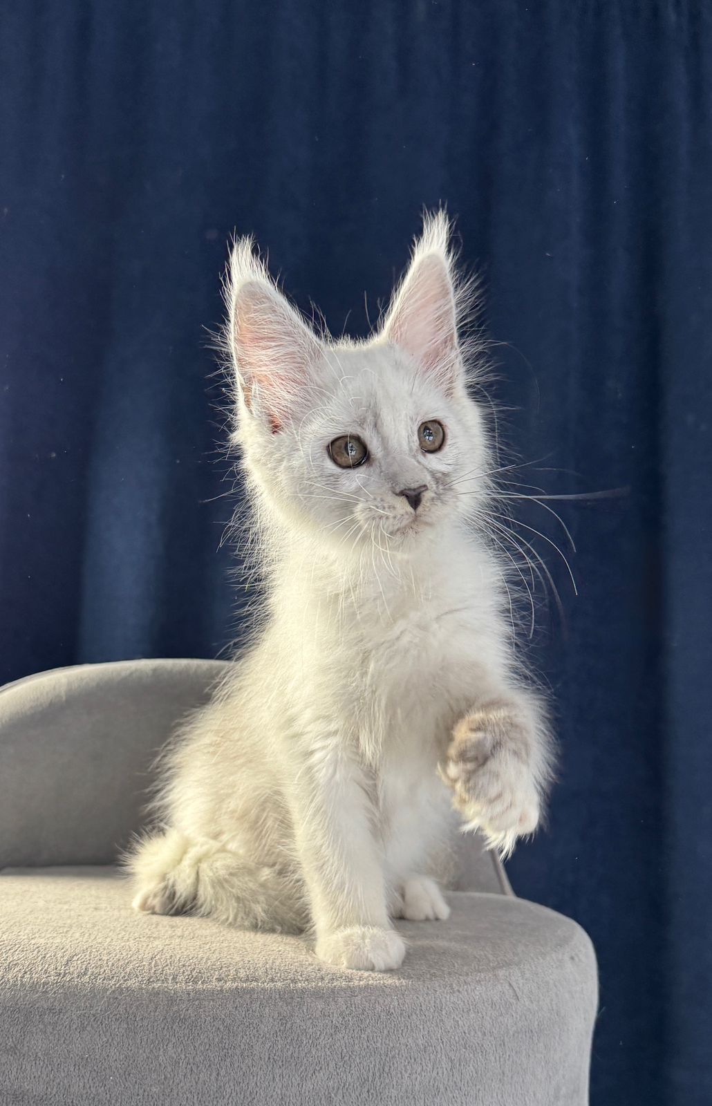 Bubba R Maine Coon kitten - Available for adoption at FavCats