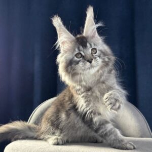 Babers R Maine Coon kitten - Available for adoption at FavCats