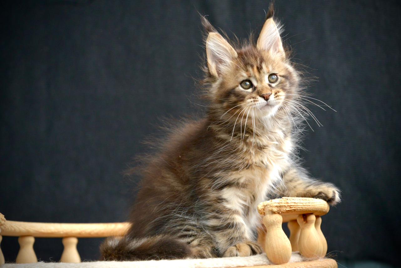 Wild Rose R thumbnail