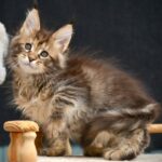 Wild Rose R thumbnail