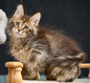 Wild Rose R Maine Coon kitten - Available for adoption at FavCats