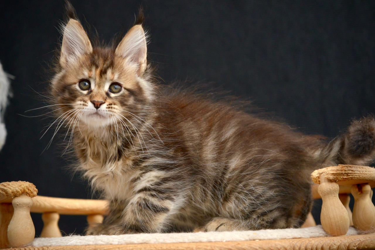 Wild Rose R thumbnail