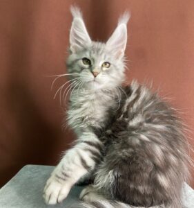 Jan R Maine Coon kitten - Available for adoption at FavCats