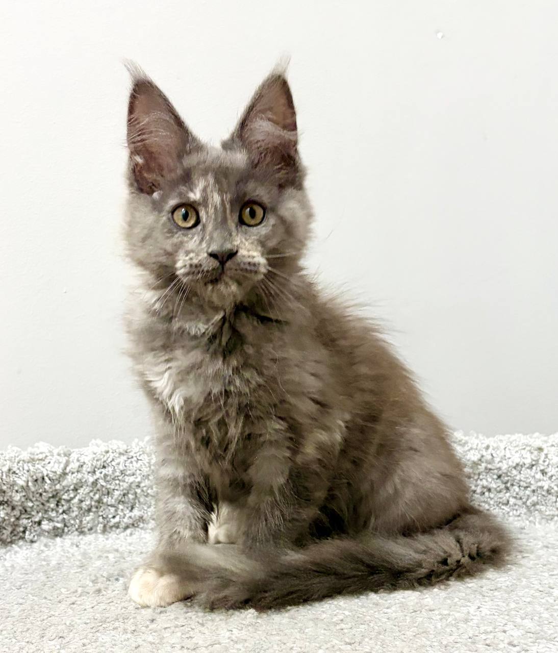Kim R Maine Coon kitten - Available for adoption at FavCats