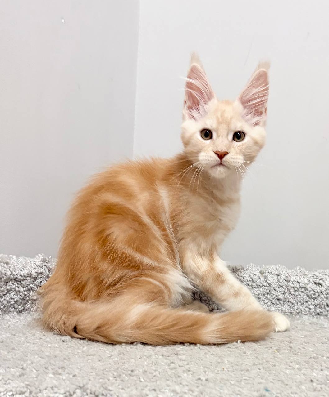 Roki R Maine Coon kitten - Available for adoption at FavCats