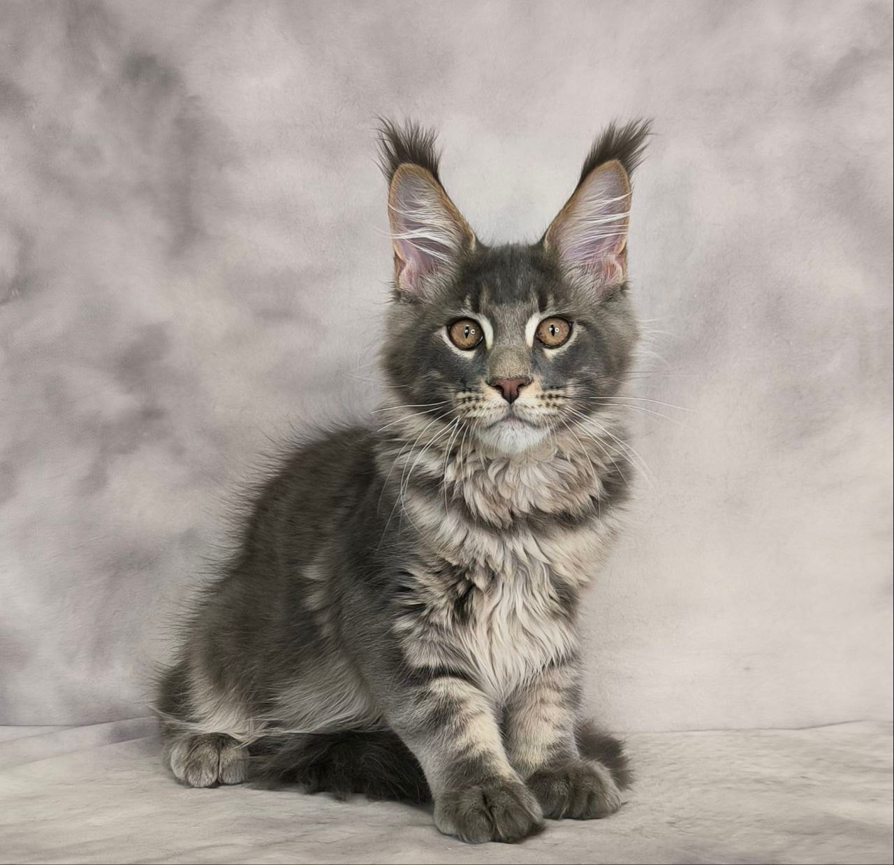 Cosmo R Maine Coon kitten - Available for adoption at FavCats