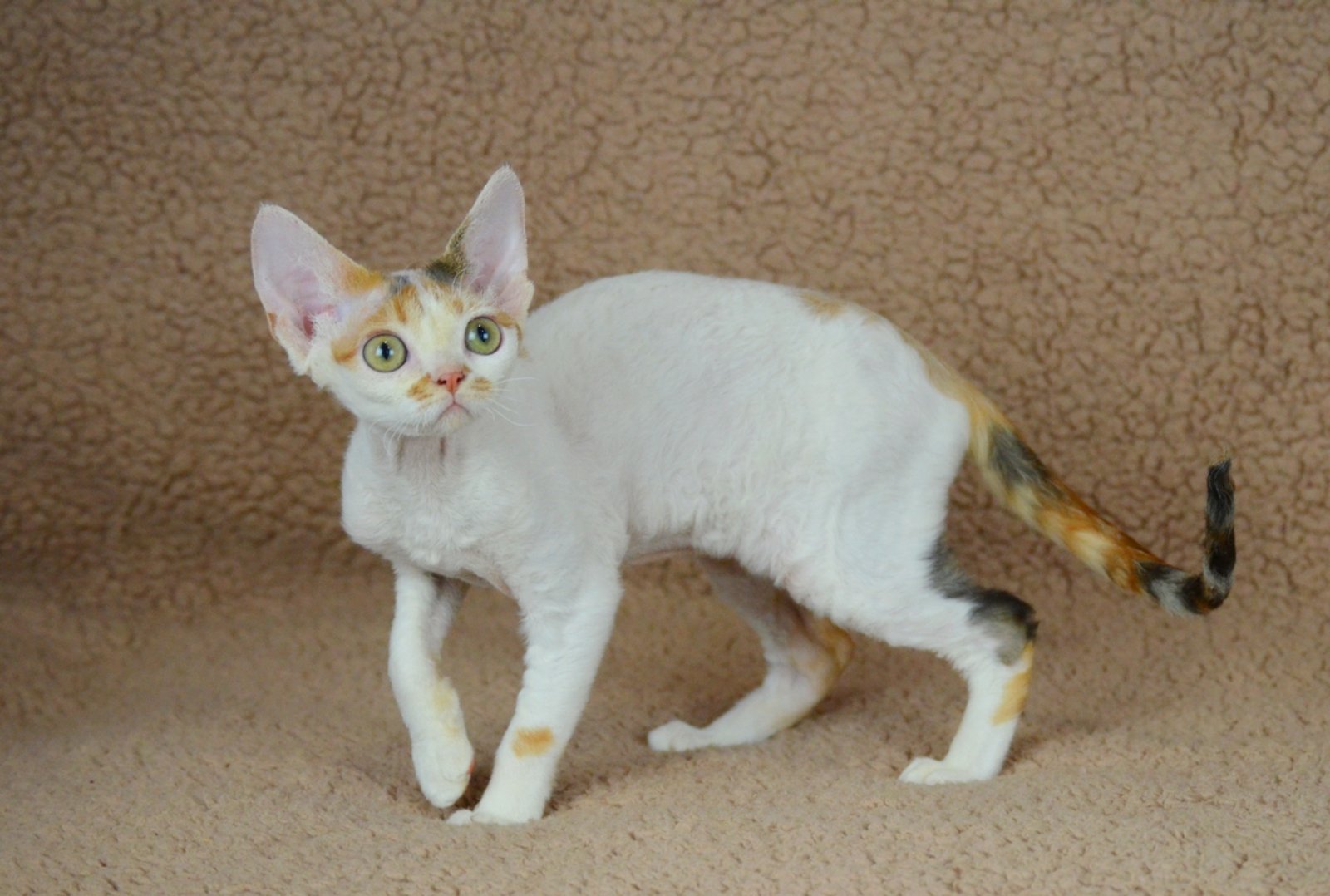 Evelina U Devon Rex Cat kitten - Available for adoption at FavCats