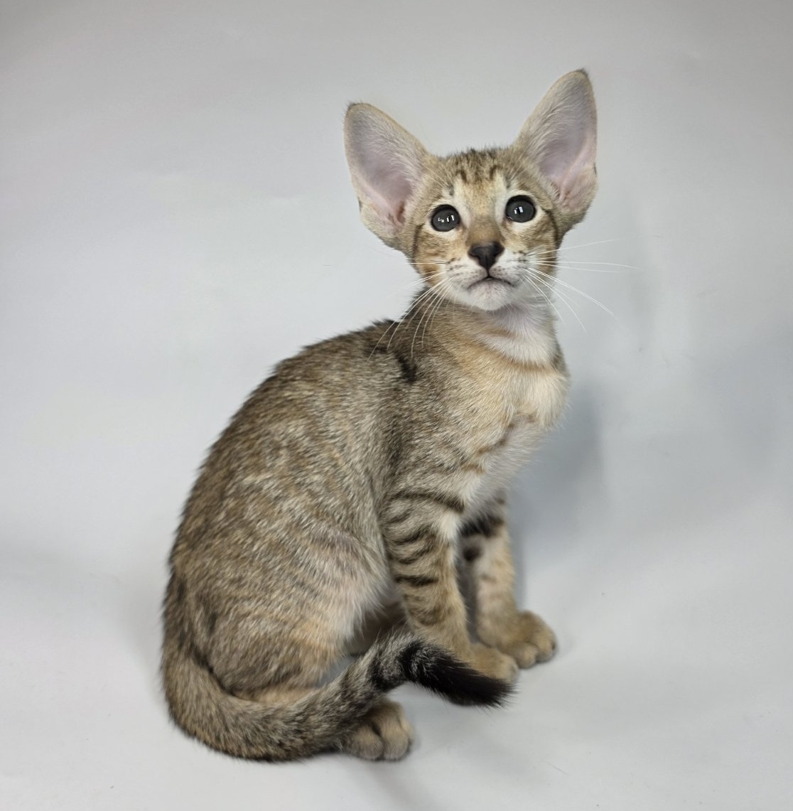 Terry U Oriental Cat kitten - Available for adoption at FavCats