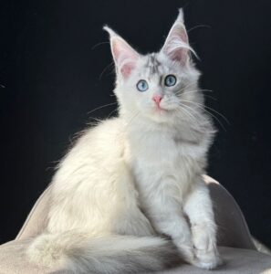 Yasia R Maine Coon kitten - Available for adoption at FavCats