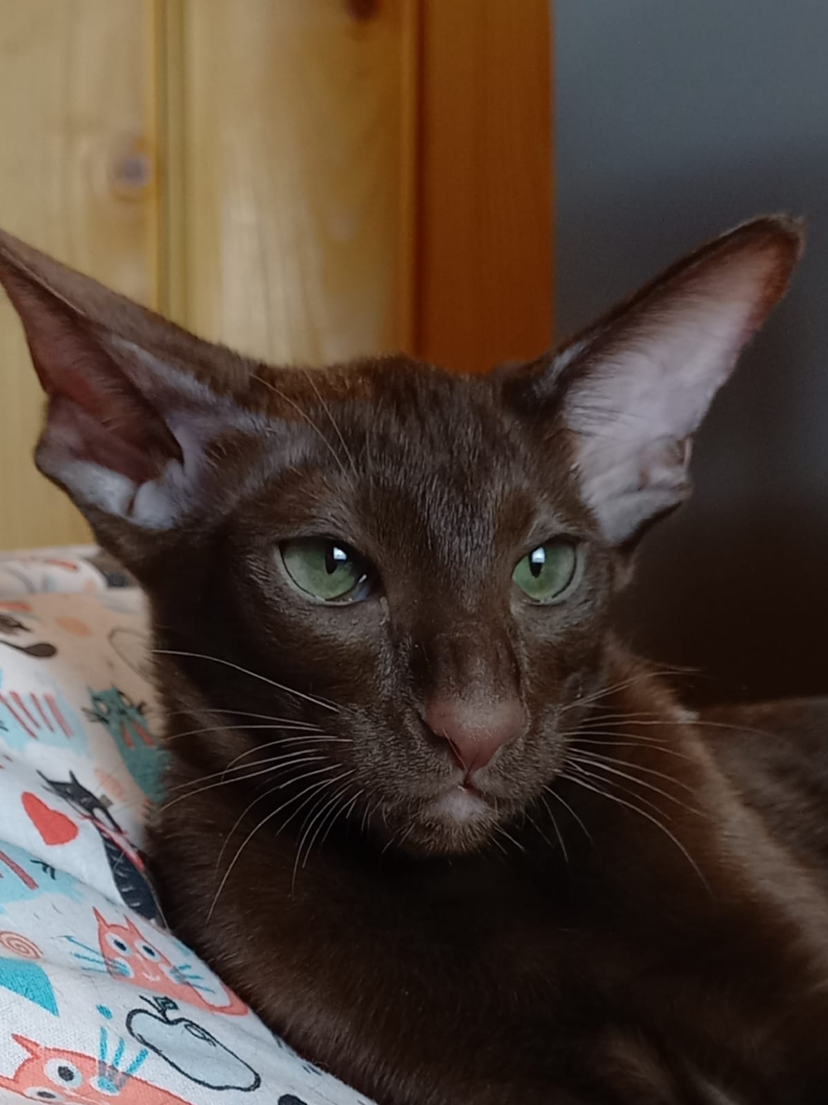 Мооn R Oriental Cat kitten - Available for adoption at FavCats