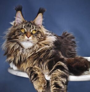 Feofan R Maine Coon kitten - Available for adoption at FavCats