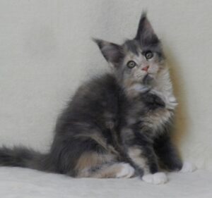 Elina U Maine Coon kitten - Available for adoption at FavCats