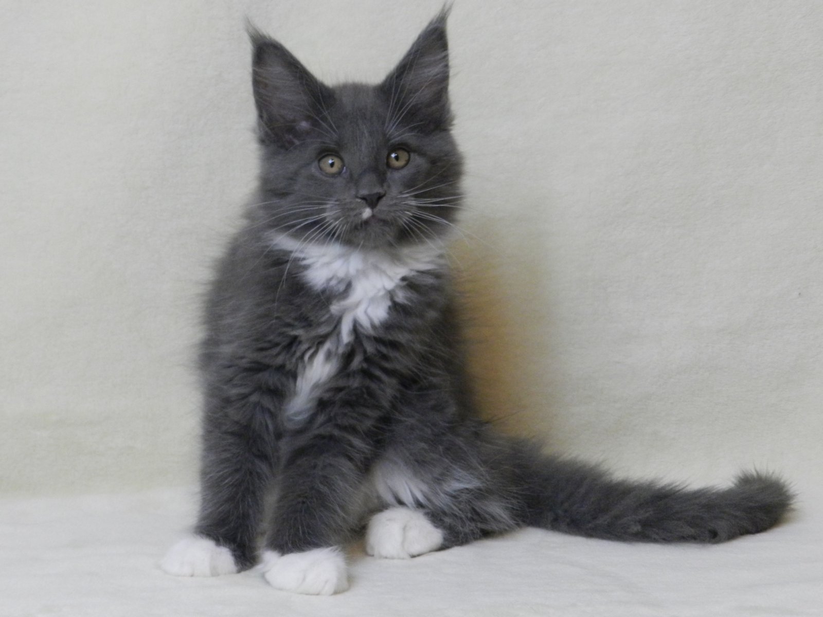 Elma U Maine Coon kitten - Available for adoption at FavCats