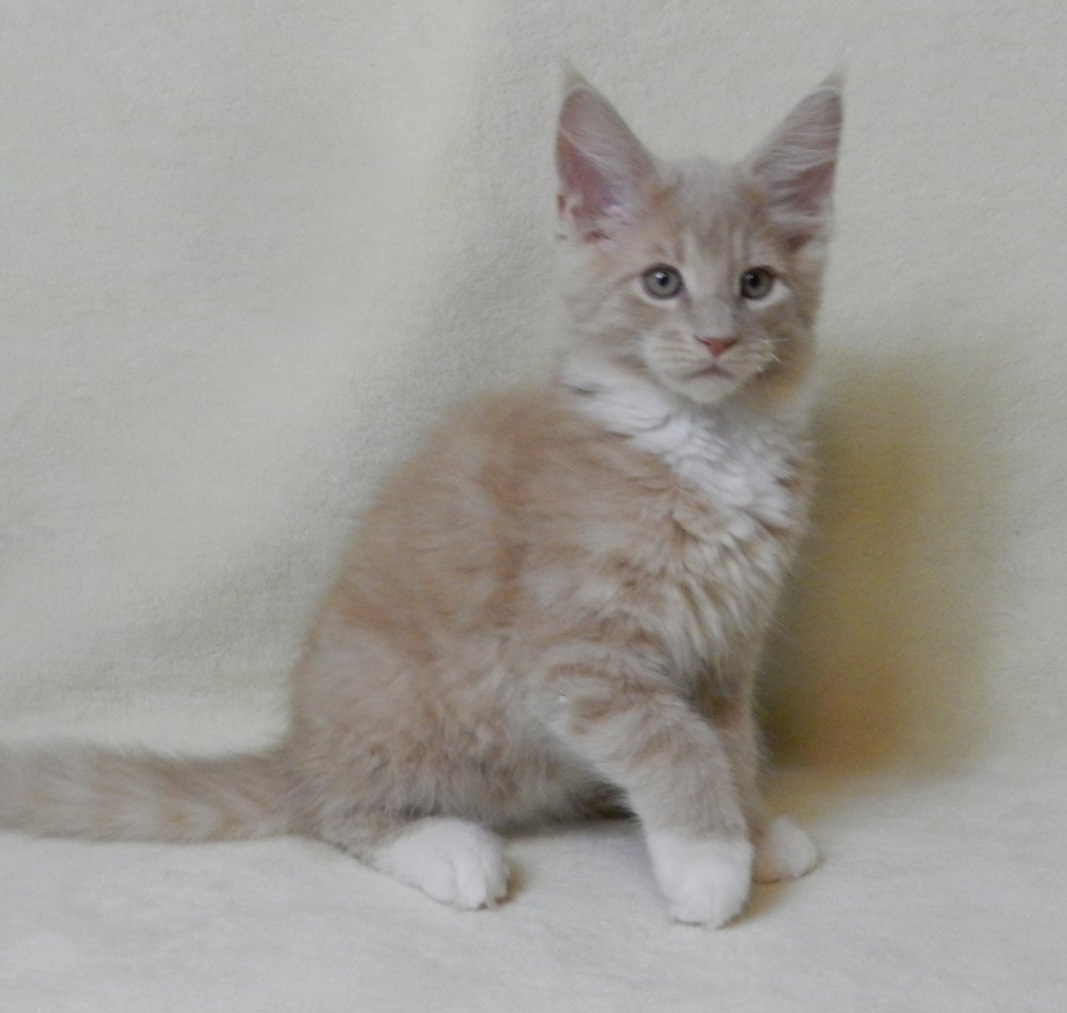 Elifan U Maine Coon kitten - Available for adoption at FavCats