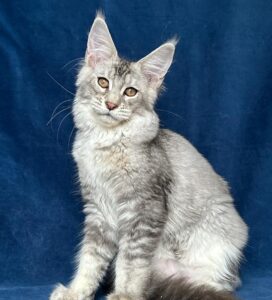 Yara R Maine Coon kitten - Available for adoption at FavCats