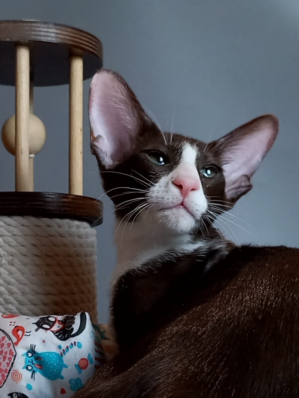 Luke R Oriental Cat kitten - Available for adoption at FavCats