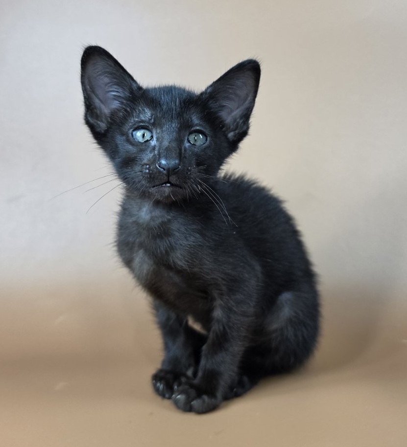 Ragnara U Oriental Cat kitten - Available for adoption at FavCats