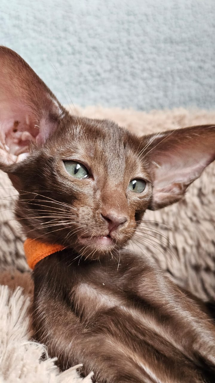 Afina R Oriental Cat kitten - Available for adoption at FavCats