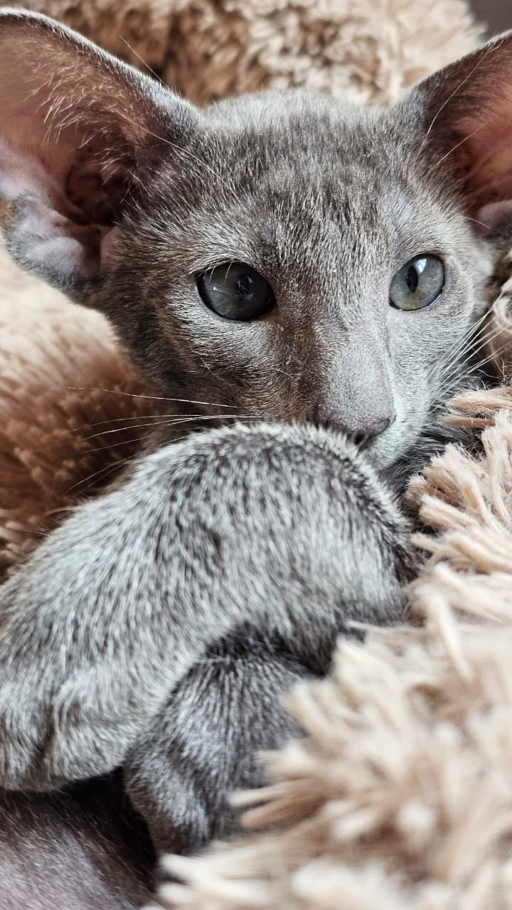 Barсelona R thumbnail