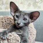 Barсelona R thumbnail