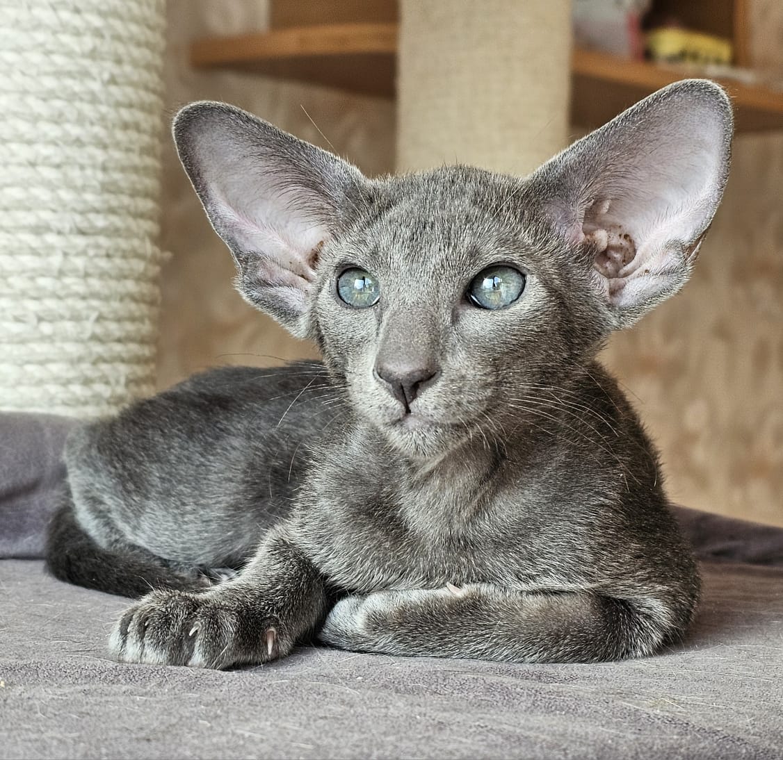 Blueberry R Oriental Cat kitten - Available for adoption at FavCats