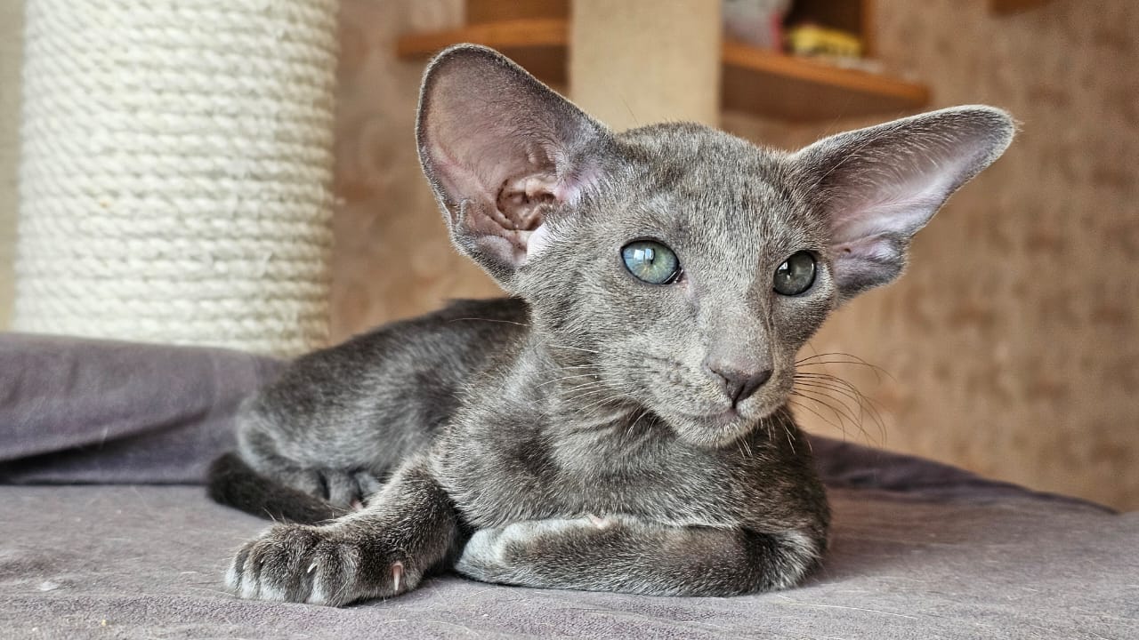 Blueberry R thumbnail