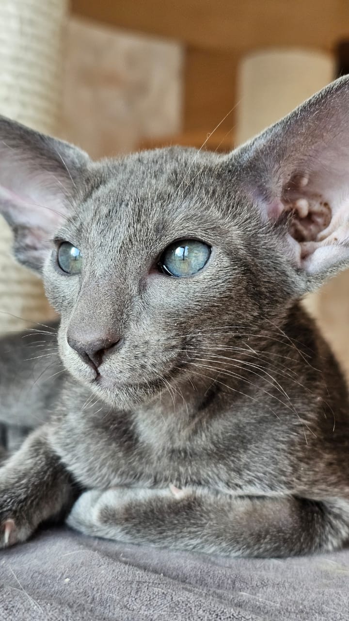 Blueberry R thumbnail