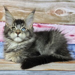 Nectarin R Maine Coon kitten - Available for adoption at FavCats