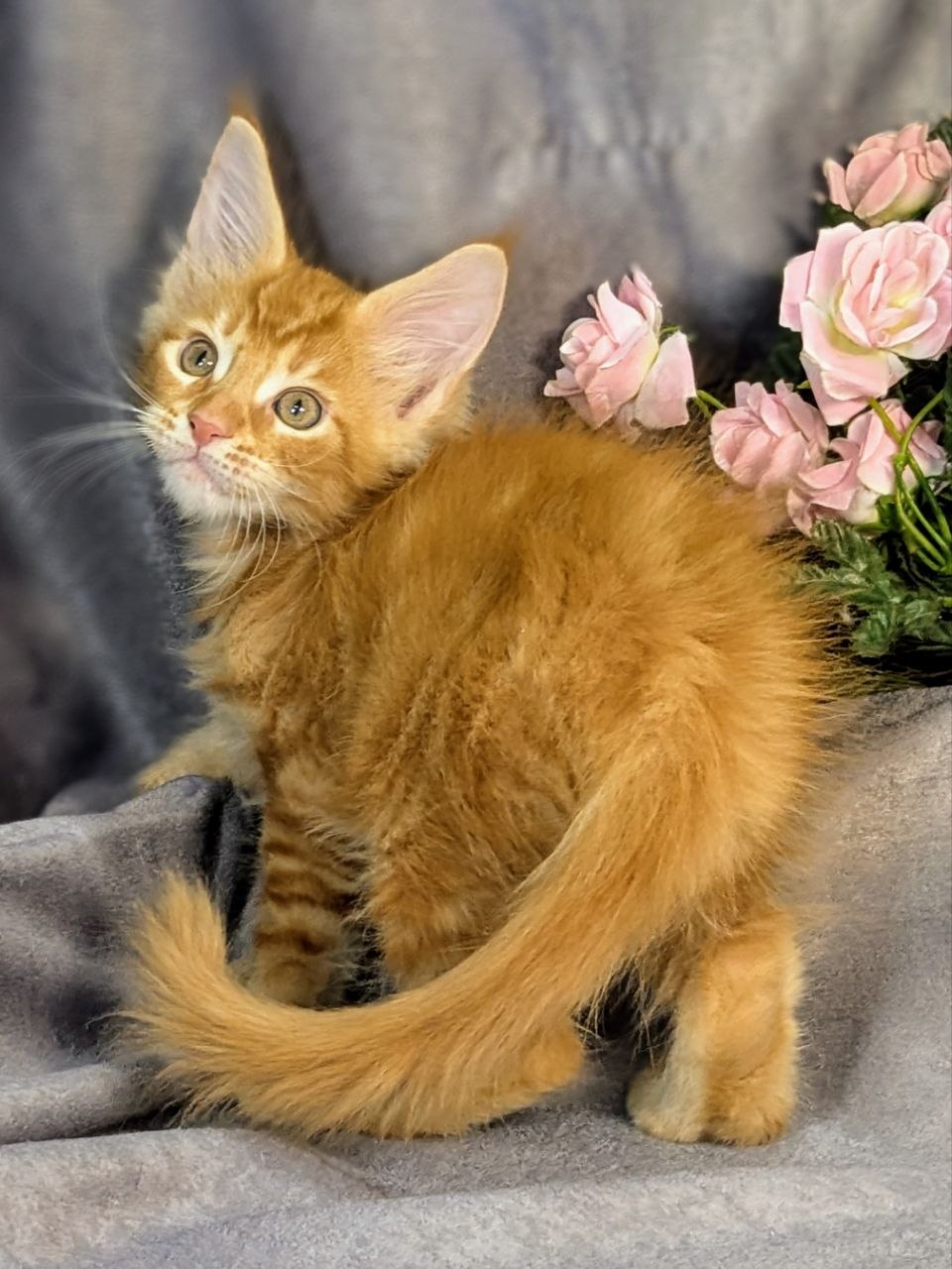 Urfin U Maine Coon kitten - Available for adoption at FavCats